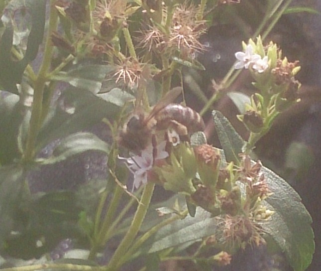 abejas 4